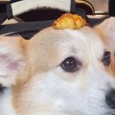 수제쌀 간식 만들기 이미지