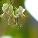 강아지 대공원 이미지