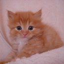 장화신은고양이 이미지