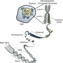 핵산(DNA, RNA)의 종류와 구조 이미지