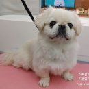 이뻐진개 이미지