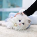 블루랙돌 | 4세대 블루바이 랙돌 남아 '설기' 분양해요~!