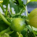 충청농장 이미지