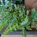 현서네두루치기 이미지