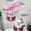 미미네 애견미용실 이미지