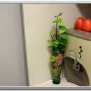 삼싹농장 이미지