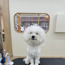 네추럴 그루밍 이미지