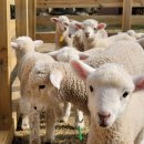 양떼목장 이미지