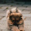 낼름 낼름 이미지