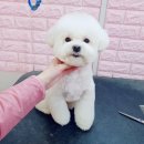 코지펫살롱 이미지