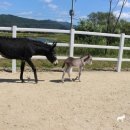 막내목장 이미지