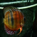 레드 카타나 디스커스 2.5G(Red Catana Discus 2.5G) 이미지