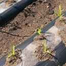 개운농장 이미지