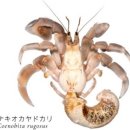 갑각류 - 연갑綱 - 십각目 - 뭍집게科 - 소리뭍게 이미지