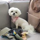 흰둥아 놀자 이미지