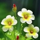 아로하 /조정석 이미지