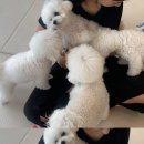 댕겨올개 이미지