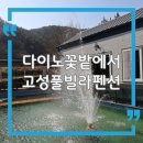 군립수영장 | 경남 고성 풀빌라 펜션 다이노꽃밭 상족암 오션뷰 감성 숙소 후기