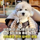 (주)도도환경 | "어릴 땐 검은색이었는데?" 실버 파티푸들 성격 특징과 슬개골 수술 현실 후기