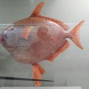 부산해양자연사박물관 이미지