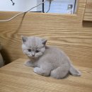 고양이분양 반하나캣 | 드디어 동동이의 집사가 되었어요! 파주 반하나캣 방문 후기!