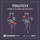 껀바디(kkunbody) 이미지