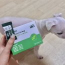 벨라시오 | 강아지 관절 영양제 벨라맥스 콘드로이친 솔직 급여 후기