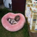 제주온동물병원 이미지