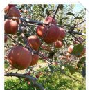 무주반디농장 이미지