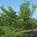 덕곡농장 이미지