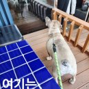 사파동153 이미지