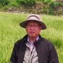 녹차농원 이미지