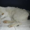 수암동물병원 이미지