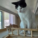 해랑동물병원 | 고양이 스트레스 영양제 '질켄' 우리 고양이한테도 효과 있을까?
