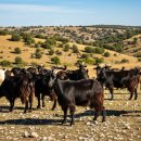 오장열농장 | 흑염소즙이 몸을 따뜻하게 하는 이유는 무엇일까?