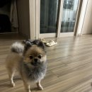 희스크린골프 | 이를 악물지 말고 이를 앙 물어봐요