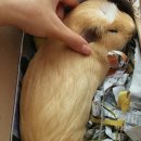 한성동물병원 이미지