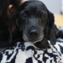 본동물병원 이미지