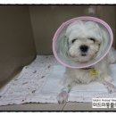 단비동물병원 이미지