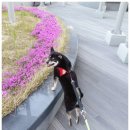 견우애견 이미지