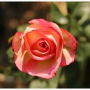 희망화원 이미지