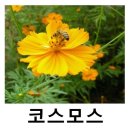 남양주 물의정원 ㅡ운길산역 두물머리ㅡ노란잎 코스모스 ㅡ 개화시기 6월~10월 ㅡ 코스모스 비슷한 종류로ㅡ 꽃이 황색인 것을 노랑코스모 이미지