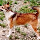 훈트(HUND) 이미지