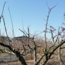 자두나무농장 이미지