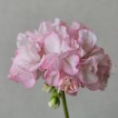 스위트빈 이미지