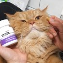 사랑슈퍼 | 고양이치매 증상 슈퍼벳 안티깜빡 뇌영양제 급여 후기