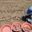 홍지농장 이미지