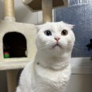 냥이네 목욕탕 이미지