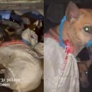 도그프리 이미지