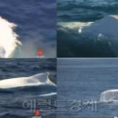 하얀고래 이미지